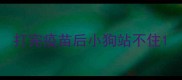 打完疫苗后小狗站不住