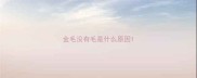 金毛没有毛是什么原因