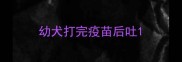 幼犬打完疫苗后吐