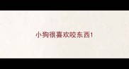 小狗很喜欢咬东西