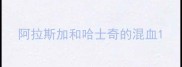 阿拉斯加和哈士奇的混血
