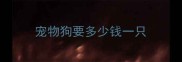 宠物狗要多少钱一只