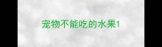 宠物不能吃的水果