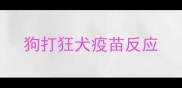 狗打狂犬疫苗反应