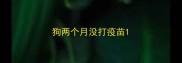 狗两个月没打疫苗