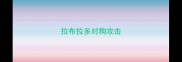 拉布拉多对狗攻击