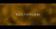 狗公几个月可以绝育