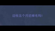 边牧五个月还掉毛吗