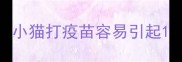 小猫打疫苗容易引起