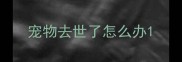 宠物去世了怎么办