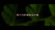 两个月萨摩耶会打嗝