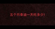 五个月泰迪一天吃多少