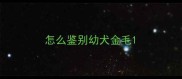 怎么鉴别幼犬金毛