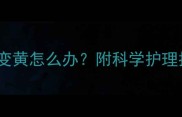 金毛夏天头部毛发变黄怎么办附科学护理指南附对比图