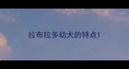 拉布拉多幼犬的特点