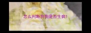 怎么判断狗狗是否生病