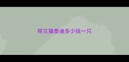 荷兰猪泰迪多少钱一只