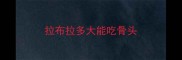 拉布拉多大能吃骨头