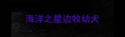 海洋之星边牧幼犬