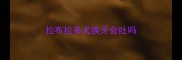 拉布拉多犬换牙会吐吗