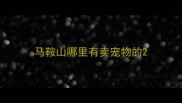 马鞍山哪里有卖宠物的