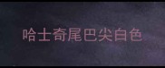 哈士奇尾巴尖白色