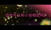 边牧可以和小孩相处吗