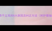 哈士奇不立耳的8大原因及纠正方法附护理指南