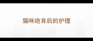 猫咪绝育后的护理