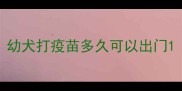 幼犬打疫苗多久可以出门