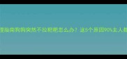 紧急处理指南狗狗突然不拉粑粑怎么办这5个原因90主人都踩坑