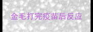 金毛打完疫苗后反应