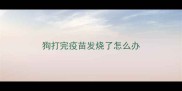 狗打完疫苗发烧了怎么办