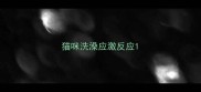 猫咪洗澡应激反应