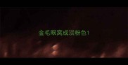 金毛眼窝成淡粉色