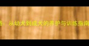 泰迪犬Eman全攻略从幼犬到成犬的养护与训练指南附保姆级教程