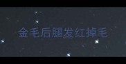 金毛后腿发红掉毛