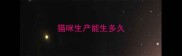 猫咪生产能生多久