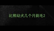 比熊幼犬几个月剃毛
