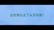 边牧狗出去了认识回家