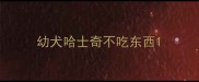 幼犬哈士奇不吃东西