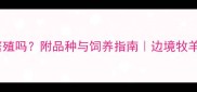 边牧蓝眼陨石能繁殖吗附品种与饲养指南边境牧羊犬蓝眼陨石全攻略