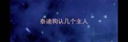 泰迪狗认几个主人