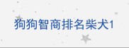 狗狗智商排名柴犬