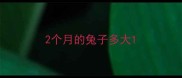 2个月的兔子多大