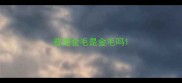 普通金毛是金毛吗