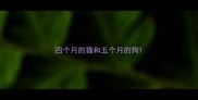 四个月的猫和五个月的狗