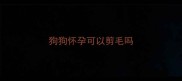 狗狗怀孕可以剪毛吗