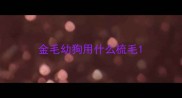 金毛幼狗用什么梳毛
