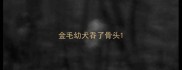 金毛幼犬吞了骨头